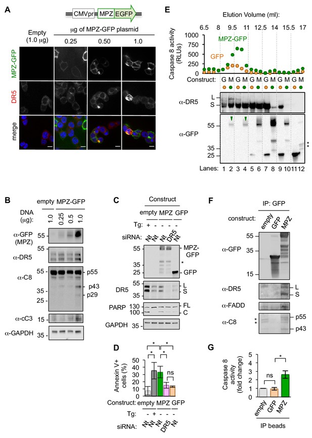 Misfolded proteins bind and activate death receptor 5 to trigger ...