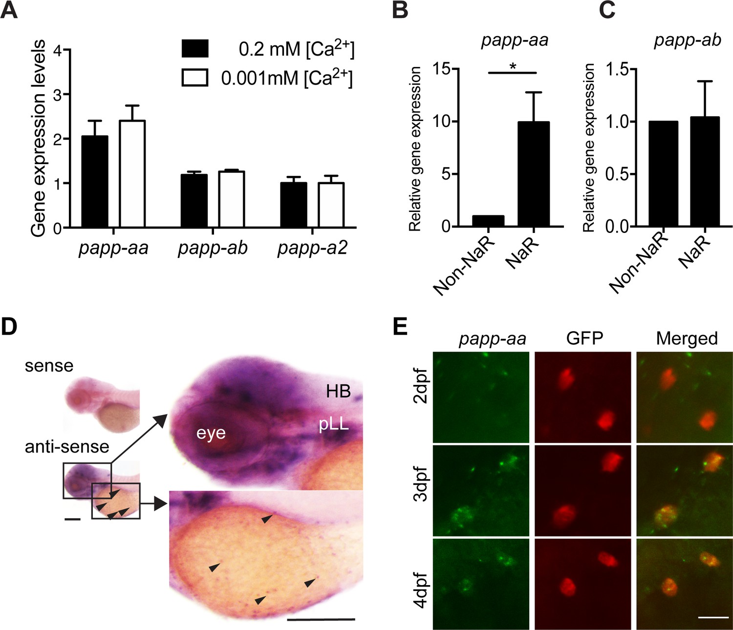 The metalloproteinase Papp-aa controls epithelial cell