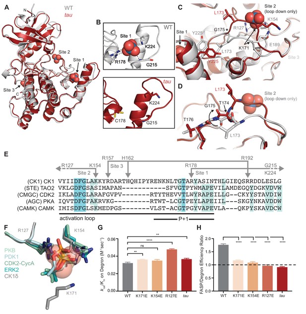 Figures and data in Casein kinase 1 dynamics underlie substrate ...