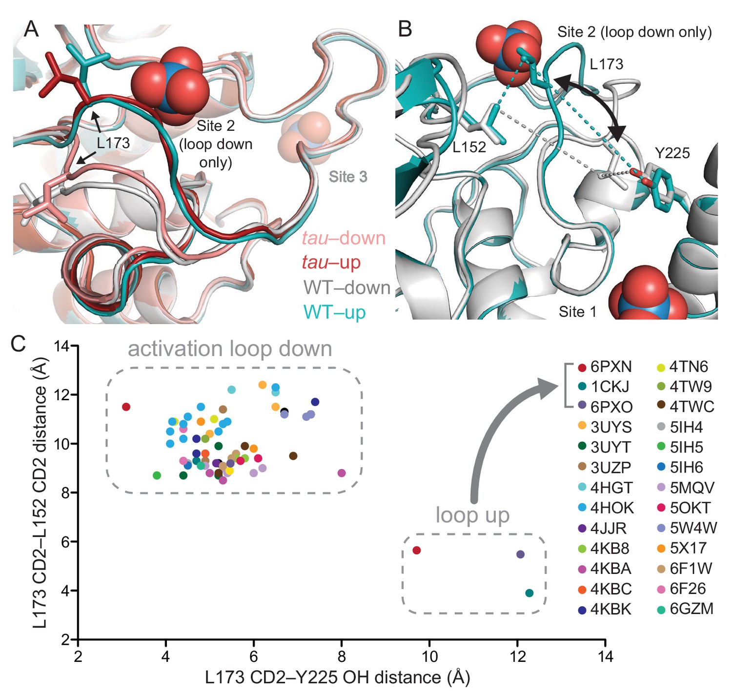 Casein Kinase 1 Dynamics Underlie Substrate Selectivity And The PER2 ...