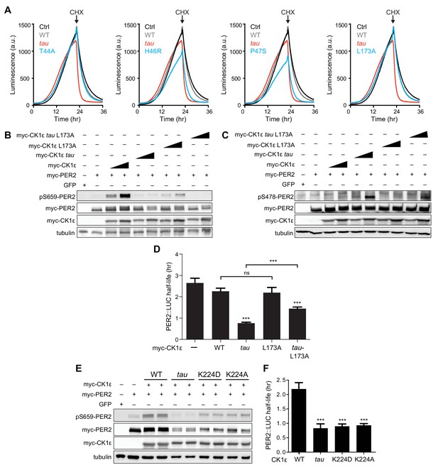 Figures and data in Casein kinase 1 dynamics underlie substrate ...