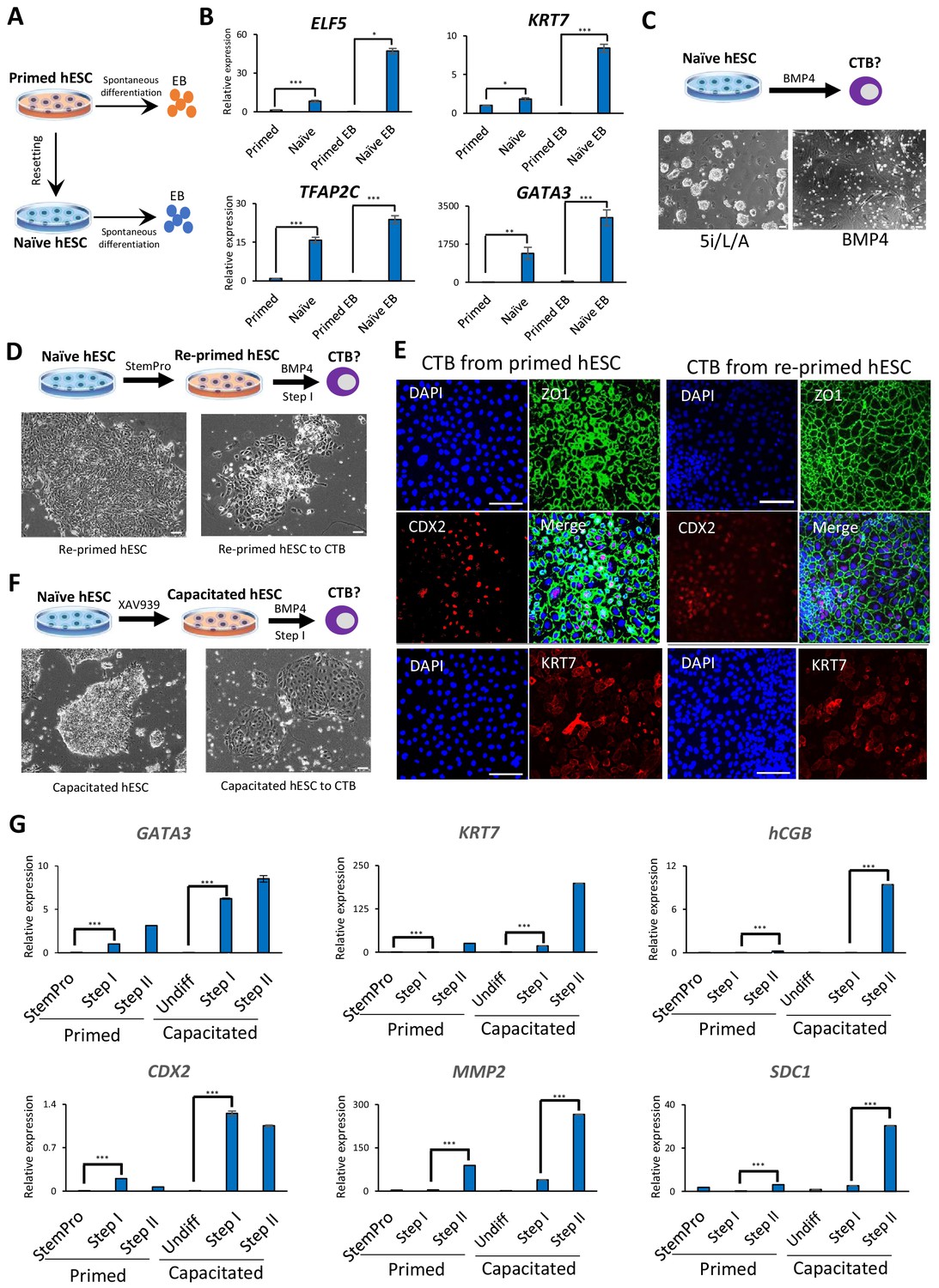 Derivation Of Trophoblast Stem Cells From Naïve Human Pluripotent Stem ...