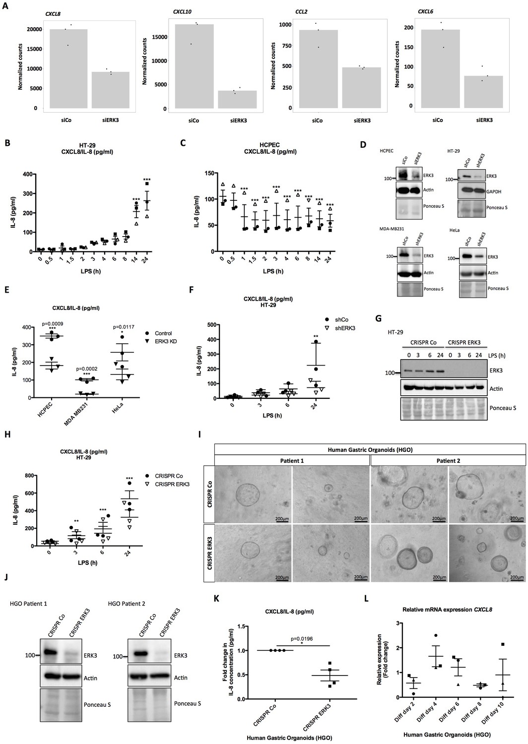 Erk Mapk Controls Il Production And Chemotaxis Elife