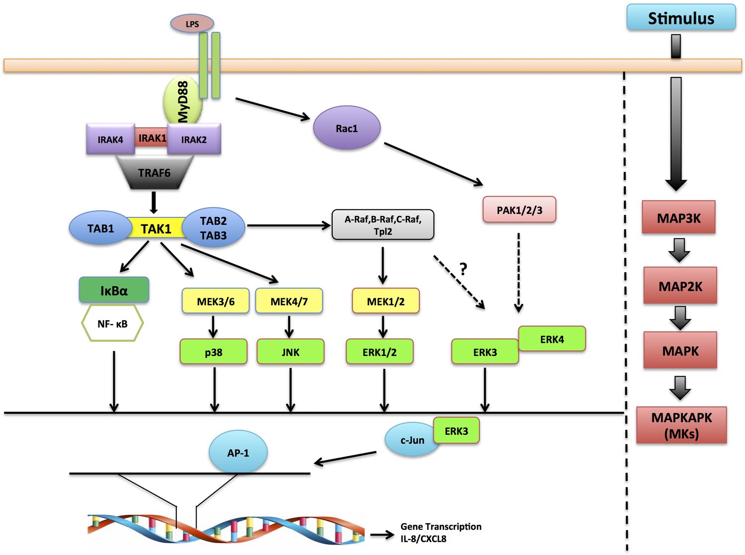 ERK3 MAPK6 Controls IL 8 Production And Chemotaxis ELife