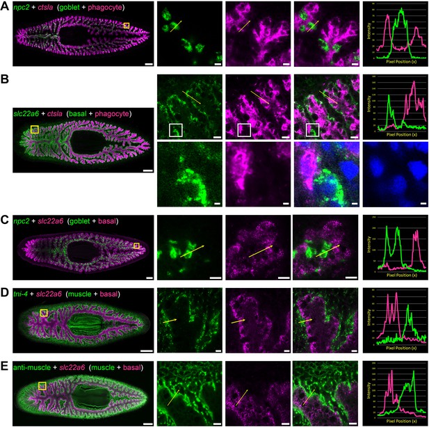 Cell Type Diversity And Regionalized Gene Expression In The Planarian