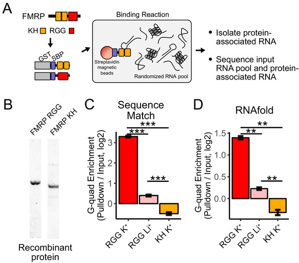 Fmrp Promotes Rna Localization To Neuronal Projections Through Interactions Between Its Rgg Domain And G Quadruplex Rna Sequences Elife