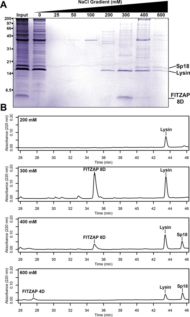 Indirect Sexual Selection Drives Rapid Sperm Protein Evolution In Abalone Elife 1829