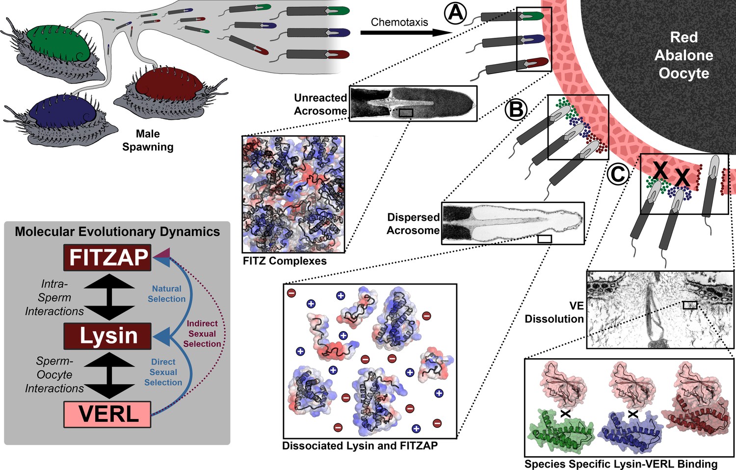 Figures And Data In Indirect Sexual Selection Drives Rapid Sperm Protein Evolution In Abalone 2731