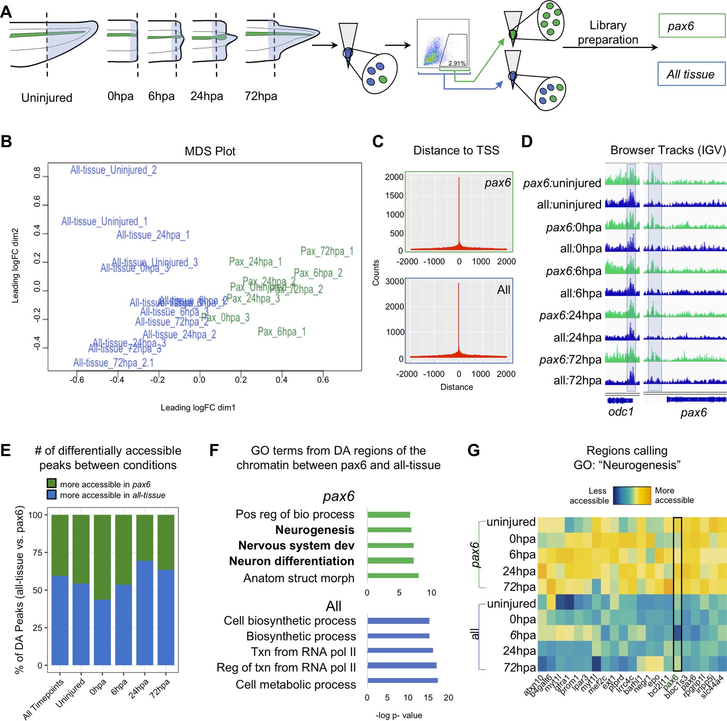 Chromatin Accessibility Dynamics And Single Cell Rna Seq Reveal New Regulators Of Regeneration