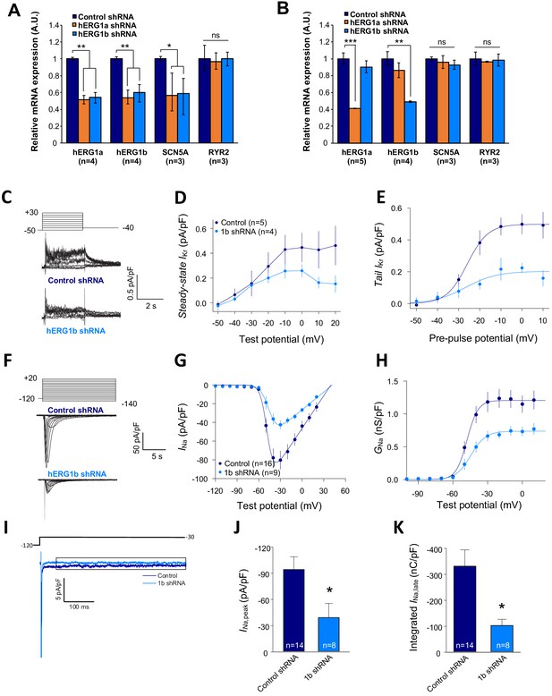 A microtranslatome coordinately regulates sodium and potassium currents ...