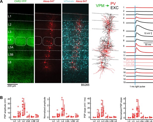 Pathway Layer And Cell Type Specific Thalamic Input To Mouse Barrel