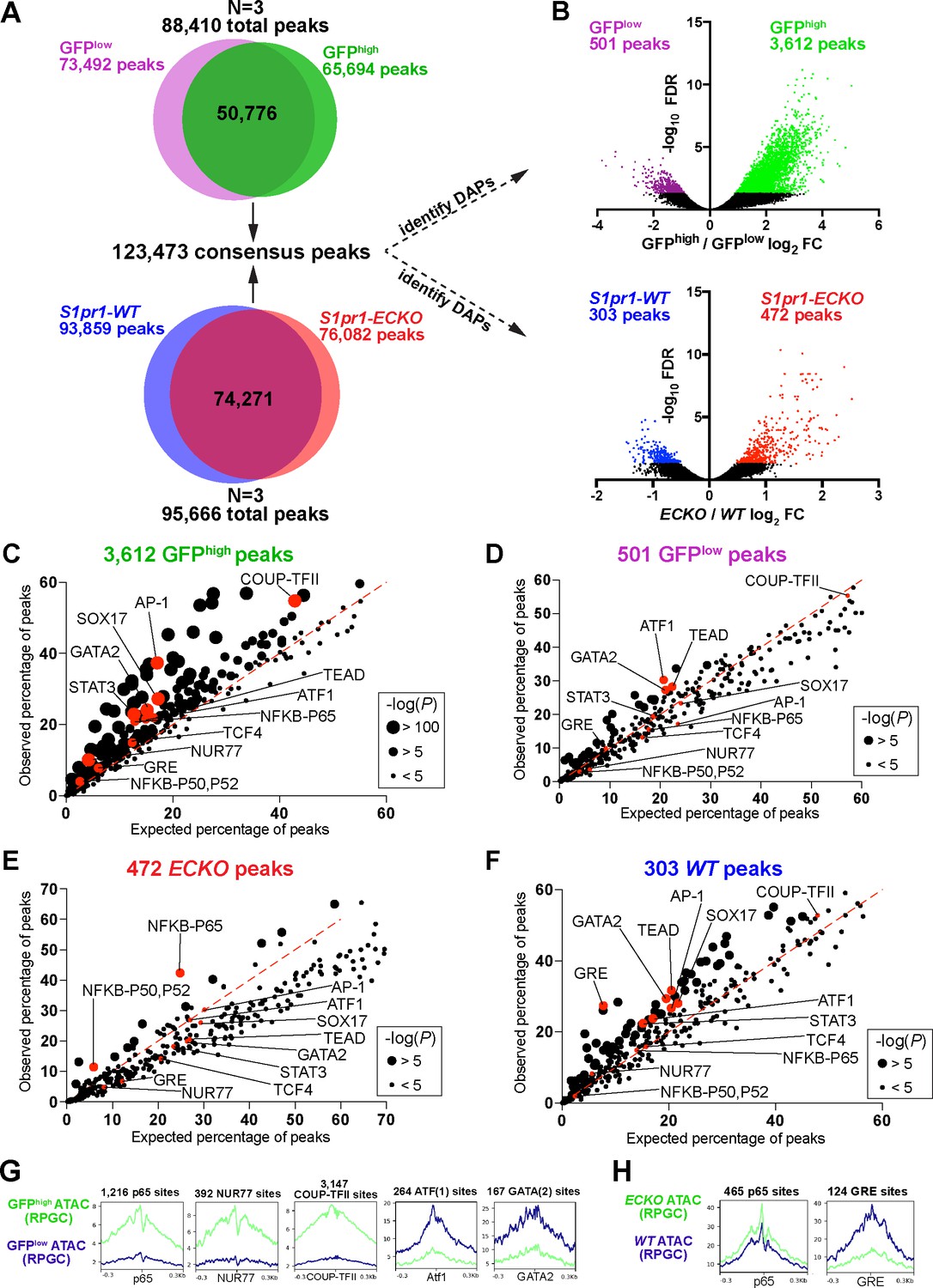 Sphingosine 1 Phosphate Regulated Transcriptomes In Heterogenous Arterial And Lymphatic Endothelium Of The Aorta Elife