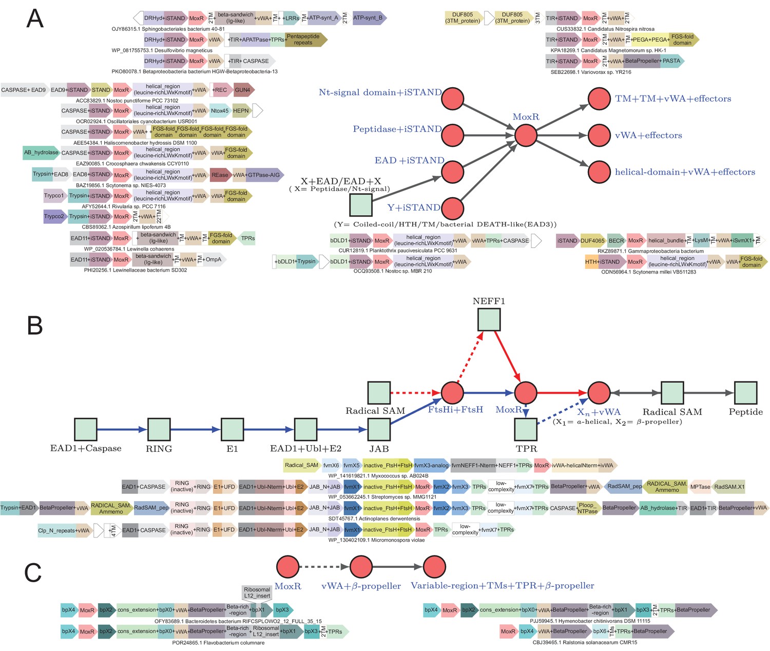 Figures and data in Highly regulated, diversifying NTP-dependent ...