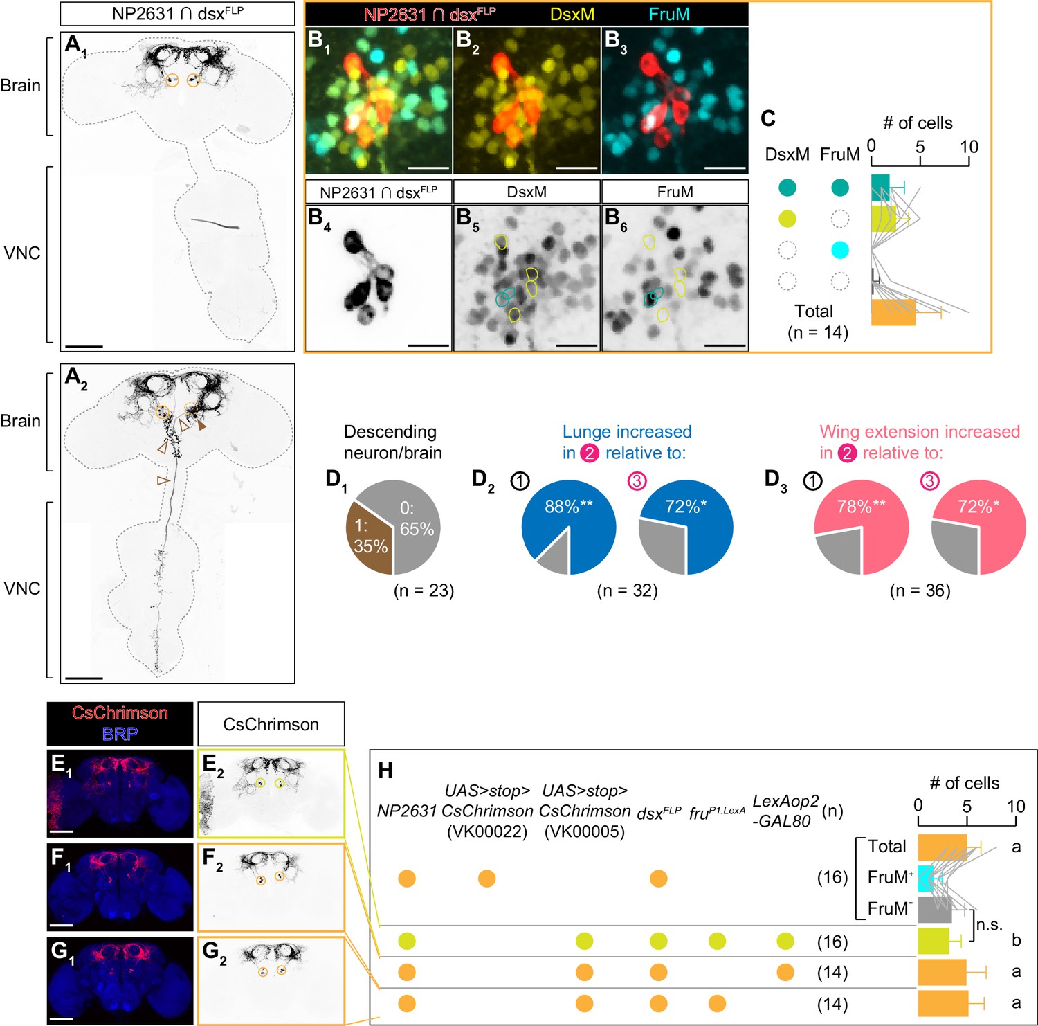 Figures And Data In Sex Determining Genes Distinctly Regulate Courtship Capability And Target 5603