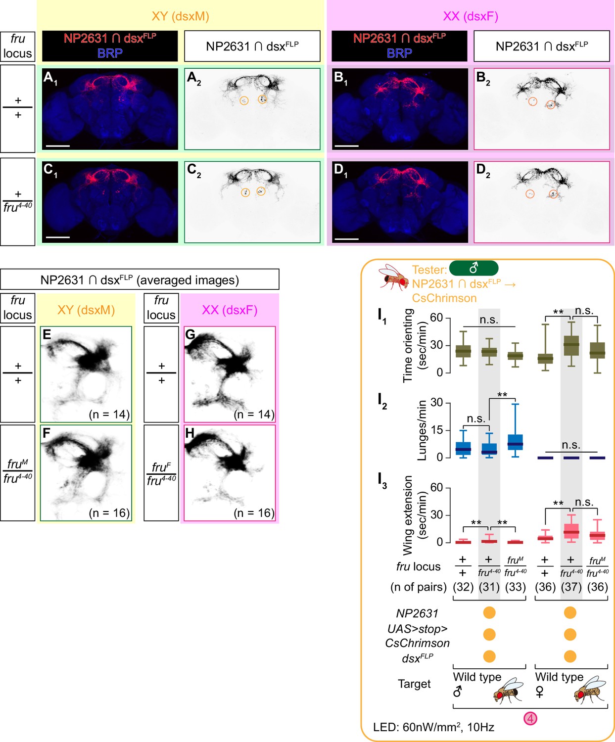 Figures And Data In Sex Determining Genes Distinctly Regulate Courtship Capability And Target 0115