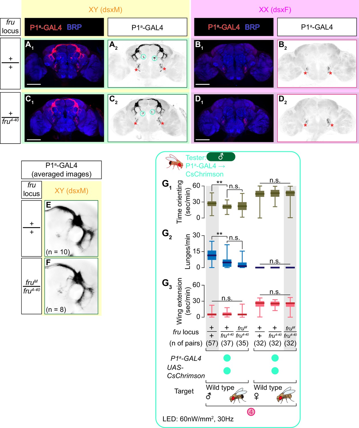 Figures And Data In Sex Determining Genes Distinctly Regulate Courtship Capability And Target 8178