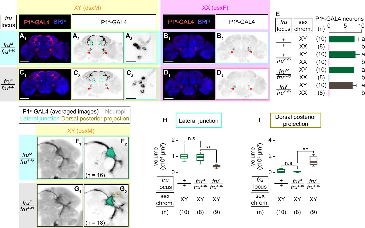 Figures And Data In Sex Determining Genes Distinctly Regulate Courtship Capability And Target 7542