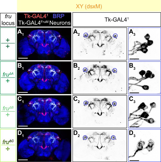 Figures And Data In Layered Roles Of Fruitless Isoforms In