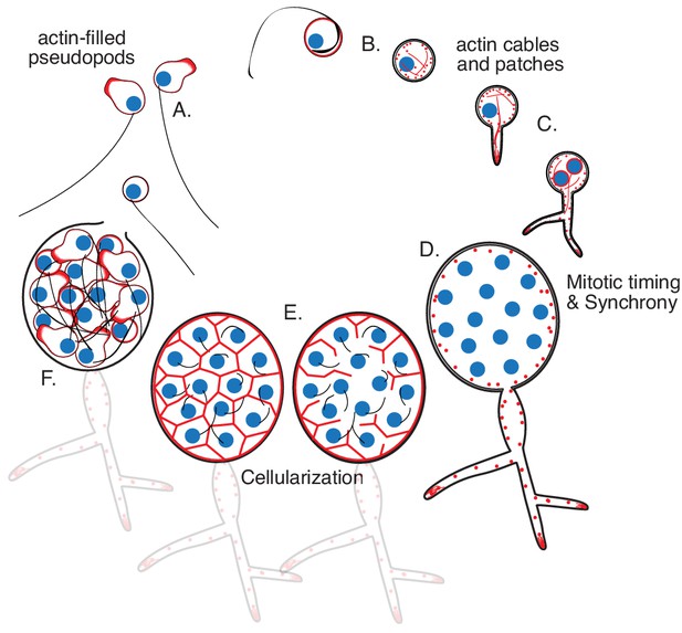 Figures and data in Genetic transformation of Spizellomyces punctatus ...