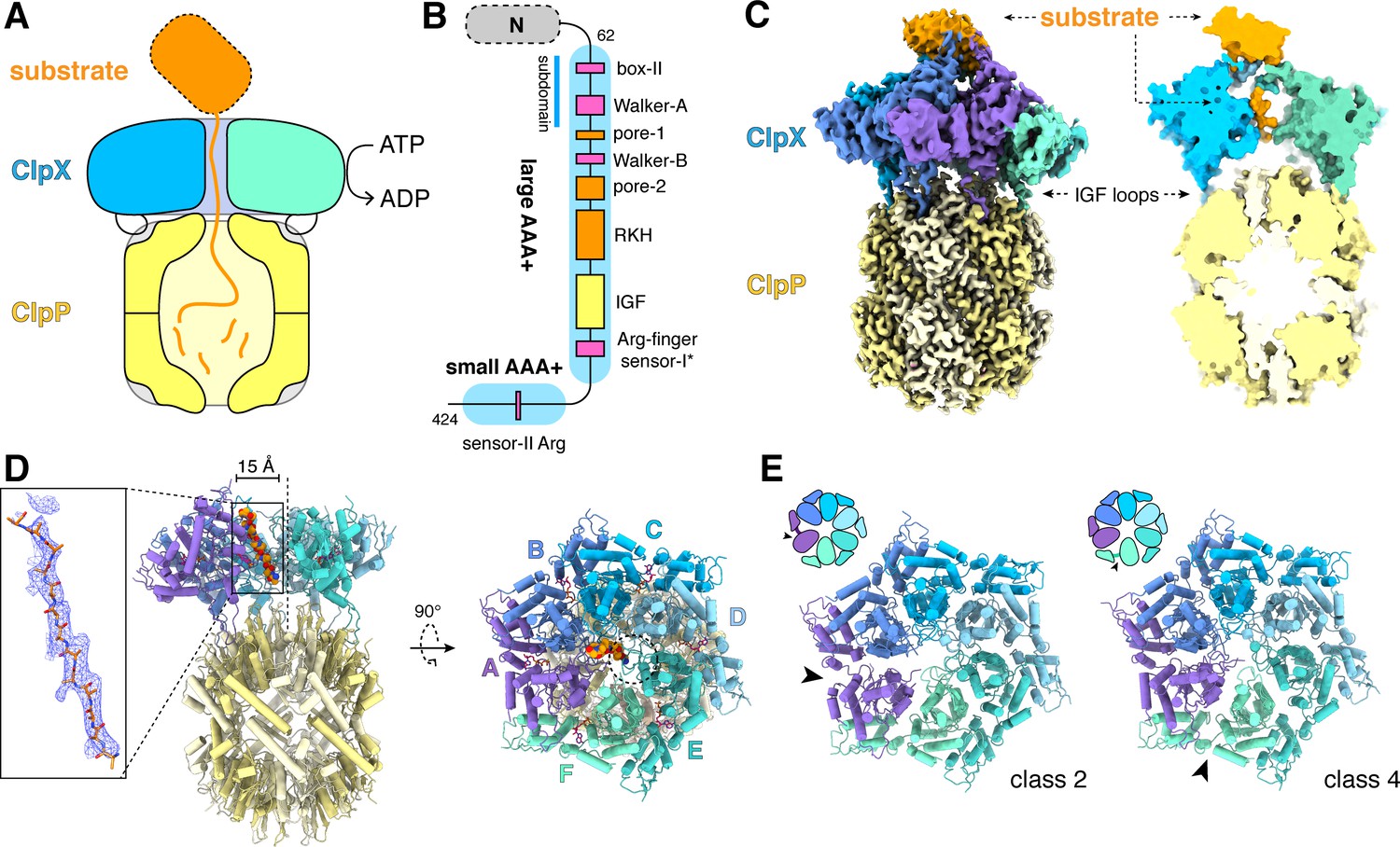 Structures Of The ATP-fueled ClpXP Proteolytic Machine Bound To Protein ...