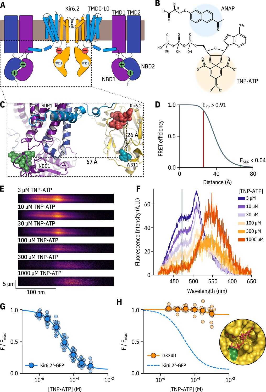 Nucleotide inhibition of the pancreatic ATP-sensitive K+