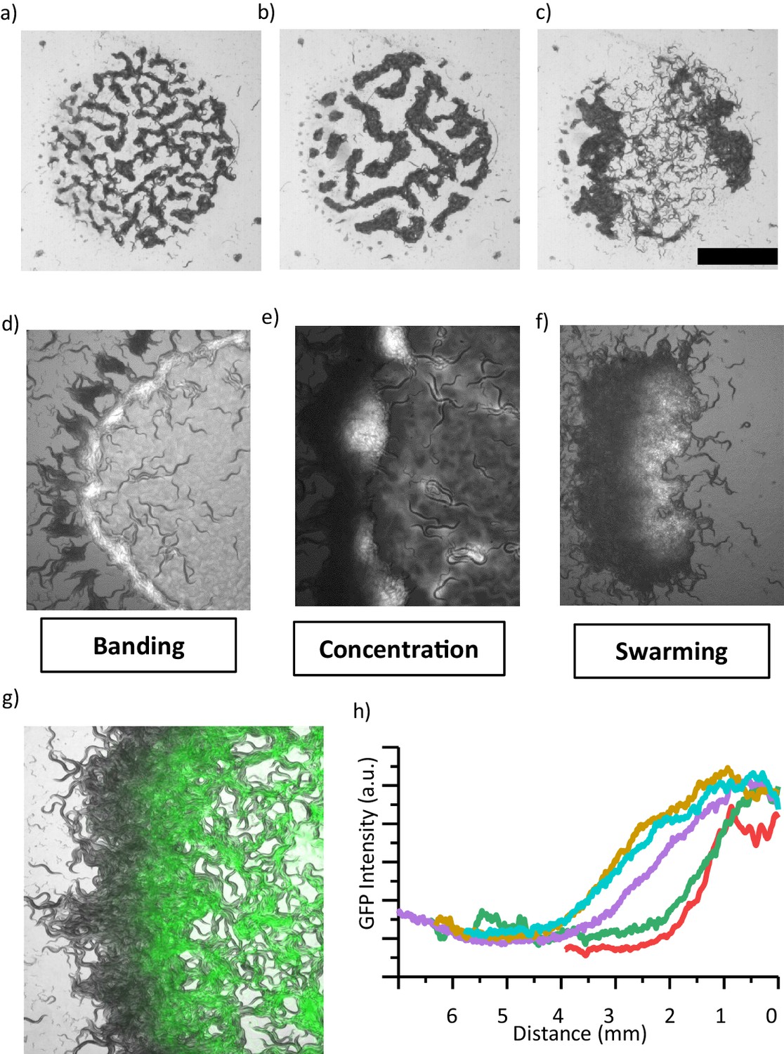 Dynamics Of Pattern Formation And Emergence Of Swarming In ...