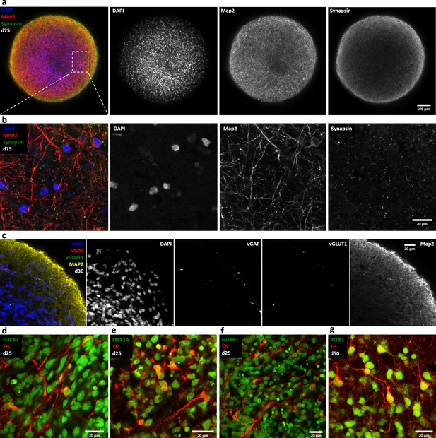 Figures And Data In A Fully Automated High Throughput Workflow For 3d