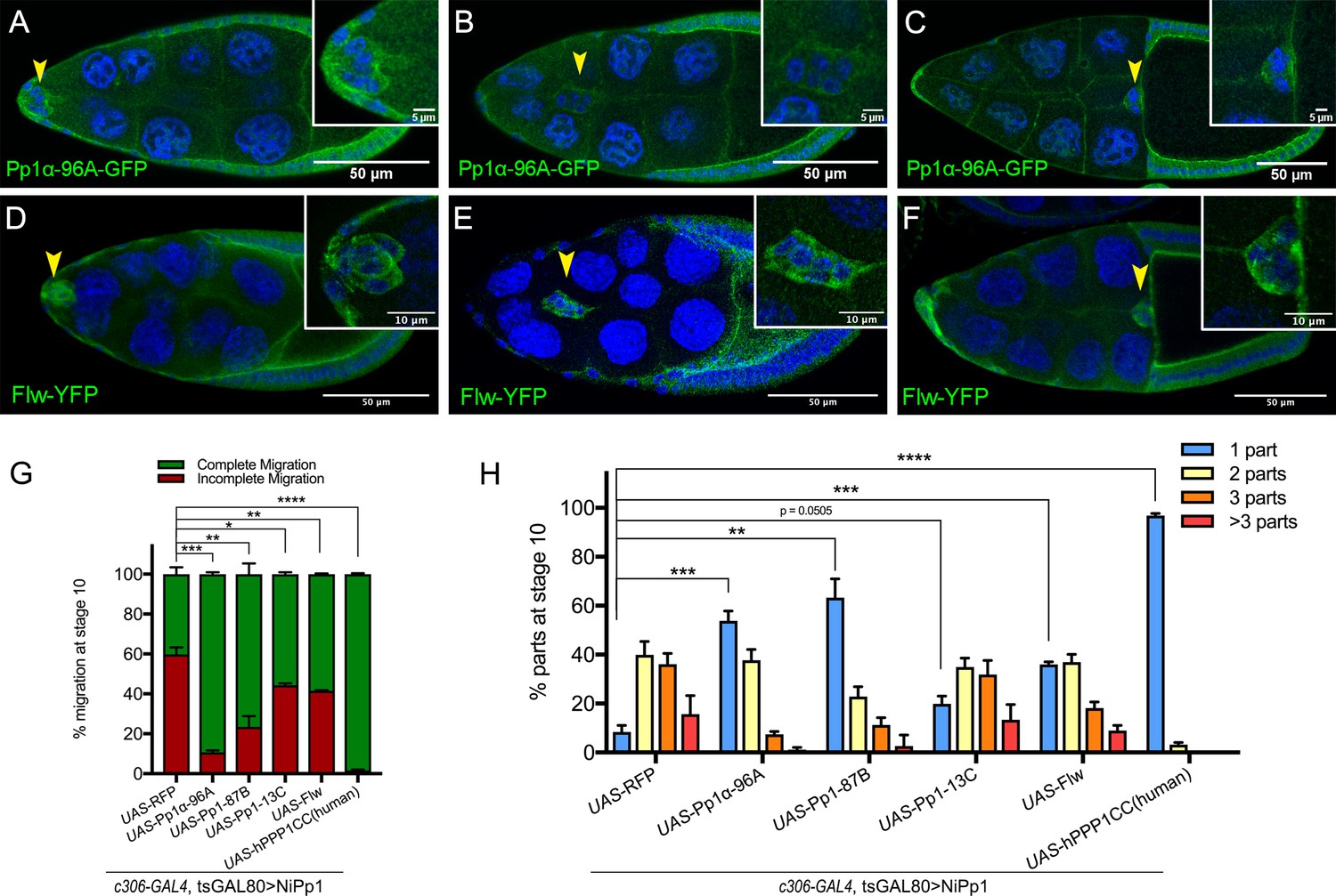 Protein phosphatase 1 activity controls a balance between collective ...