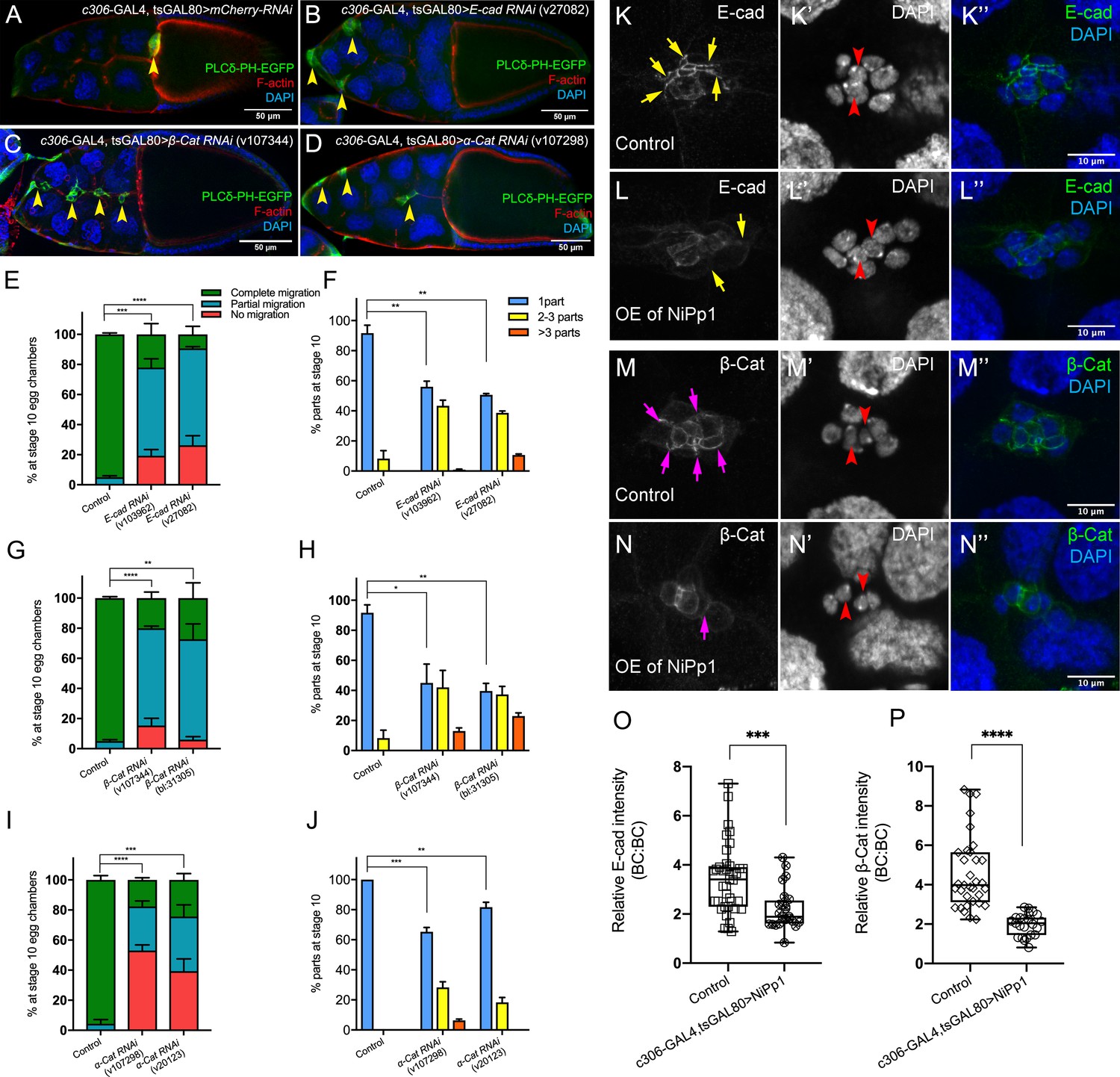 Protein phosphatase 1 activity controls a balance between collective ...