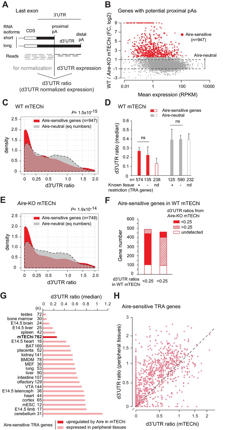 Figures And Data In Aire-dependent Genes Undergo Clp1-mediated 3’UTR ...