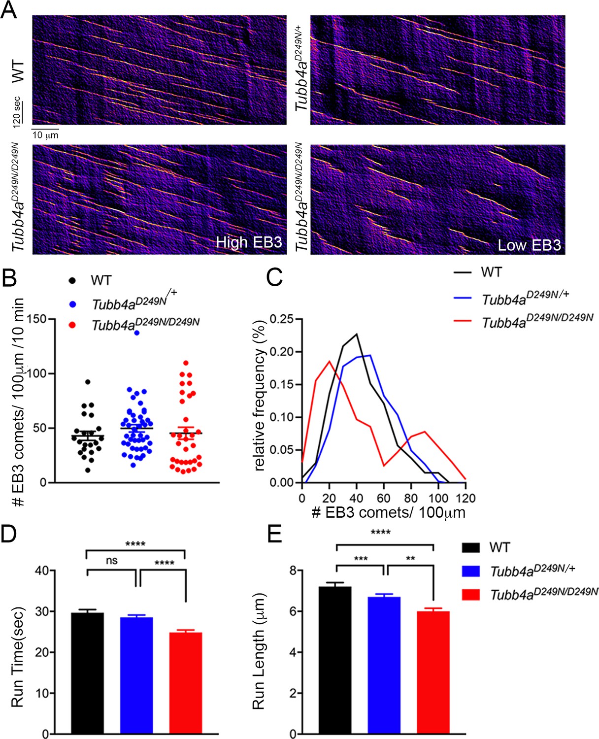 Figures And Data In TUBB4A Mutations Result In Both Glial And Neuronal ...