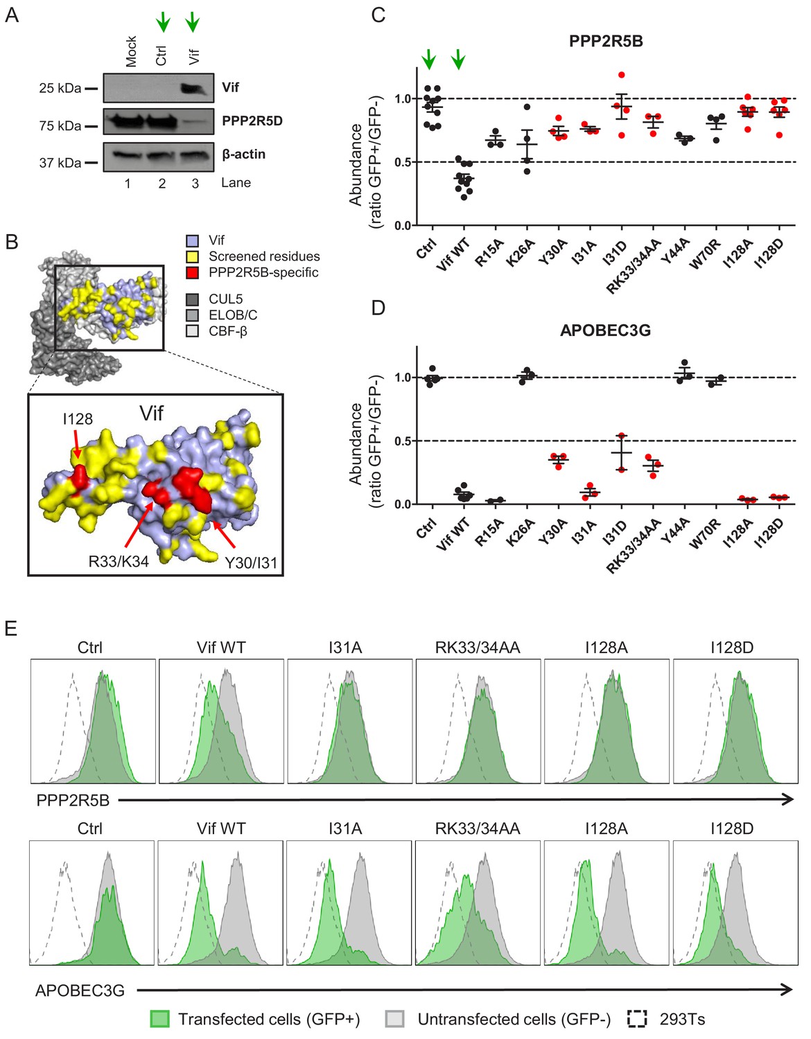 Antagonism Of PP2A Is An Independent And Conserved Function Of HIV-1 ...