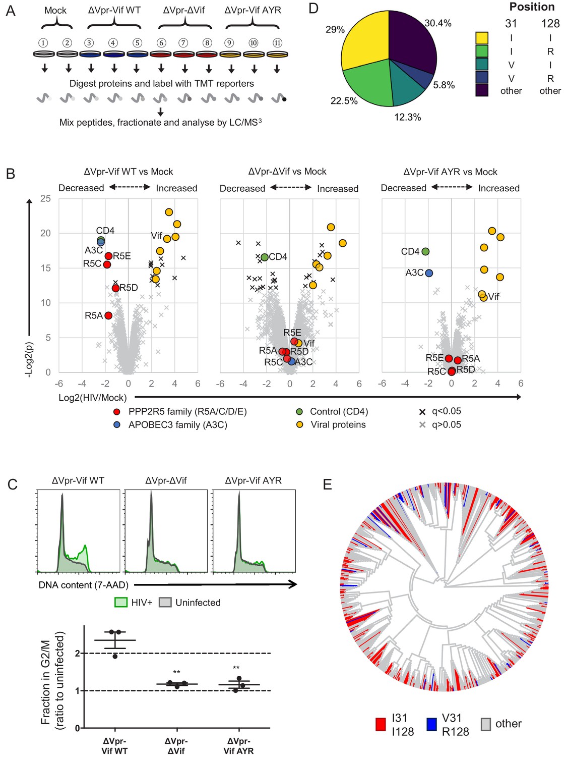 Antagonism Of PP2A Is An Independent And Conserved Function Of HIV-1 ...