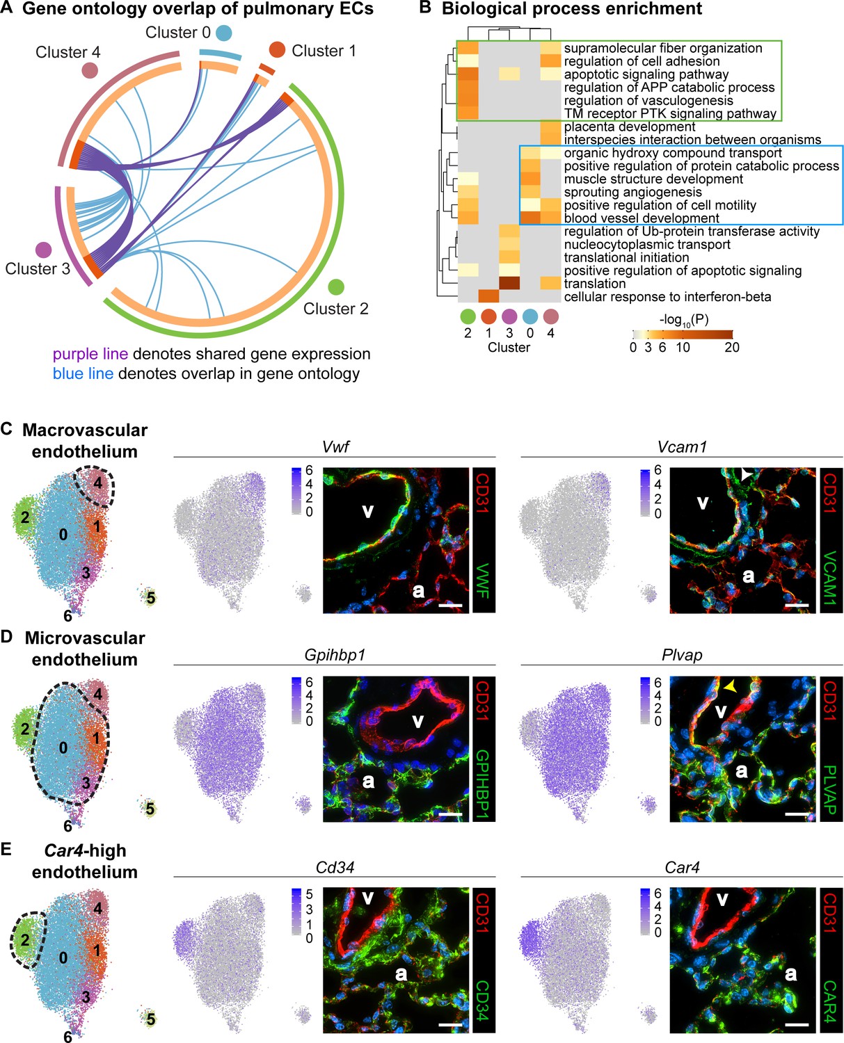 Assessment of endothelial damage and cardiac injury in a mouse