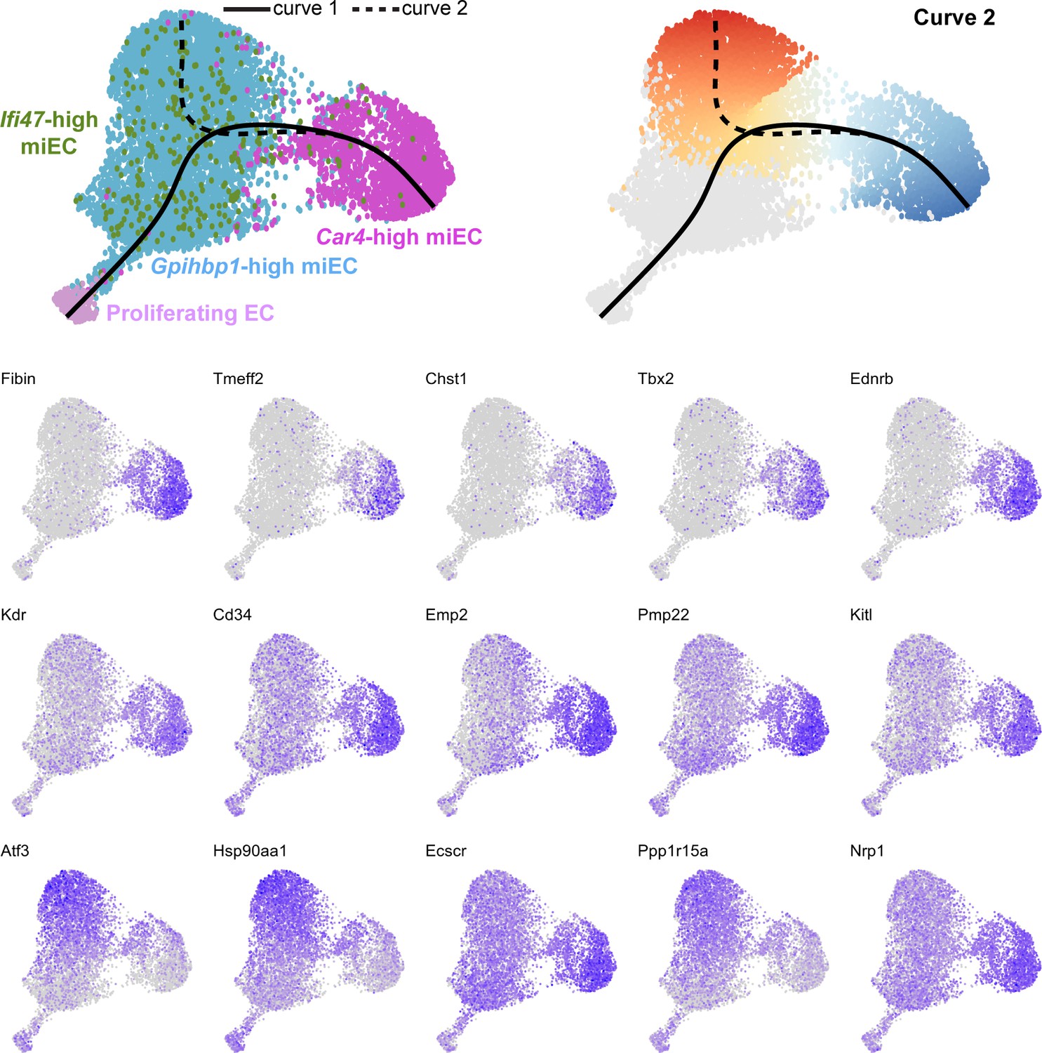 Figures And Data In Defining The Role Of Pulmonary Endothelial Cell