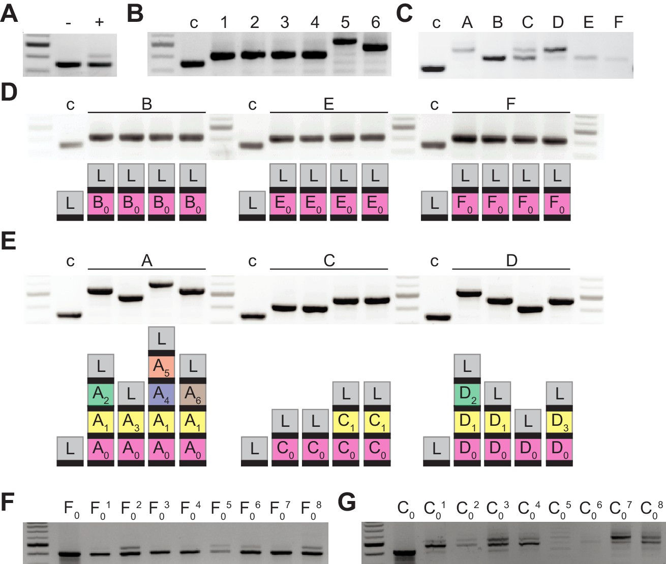 Co-evolution within structured bacterial communities results in Inside co founder separation agreement template