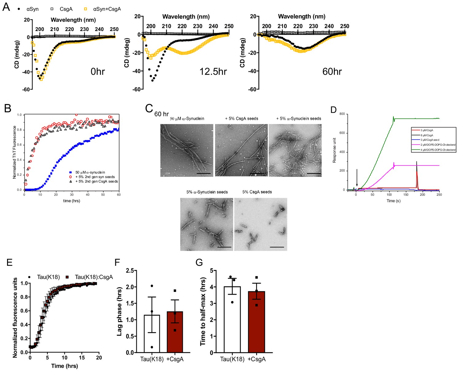 A bacterial amyloid α-synuclein aggregation and motor impairment mice |