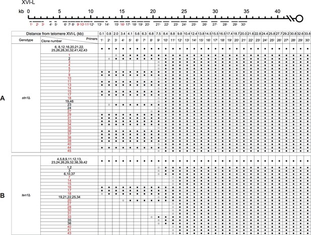 Figures and data in Cdc13 is predominant over Stn1 and Ten1 in ...