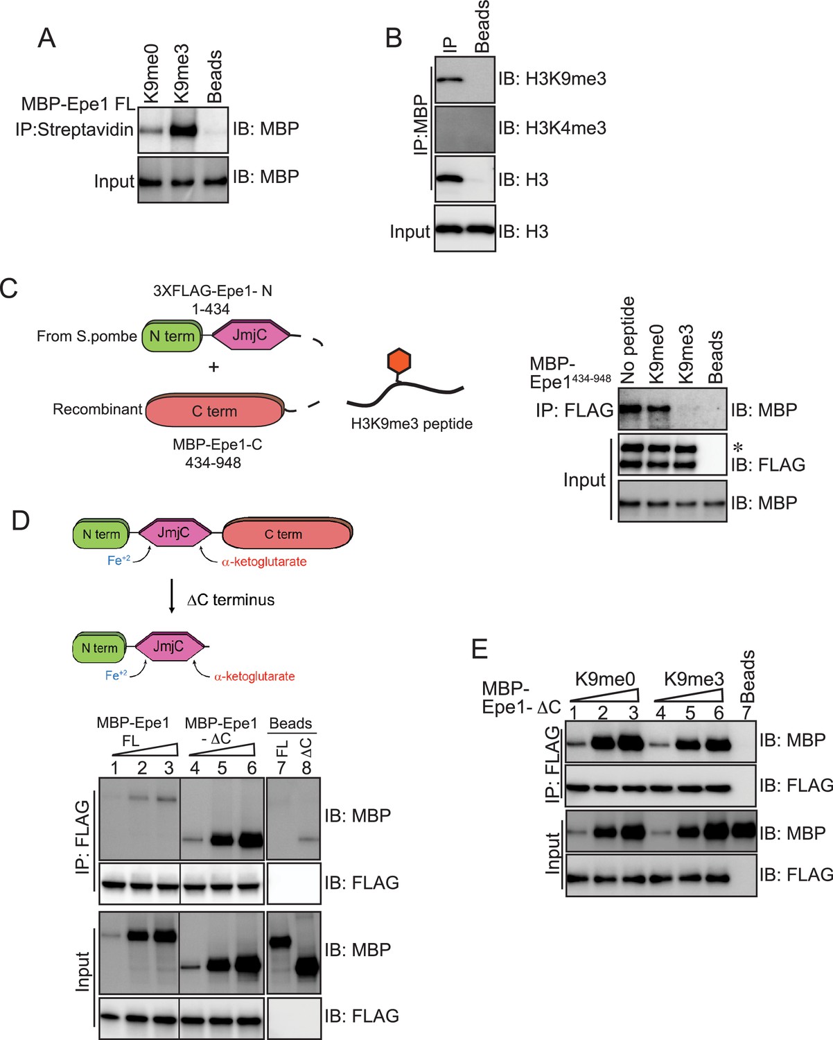 Figures And Data In An H3k9 Methylation Dependent Protein Interaction Regulates The Non 8288