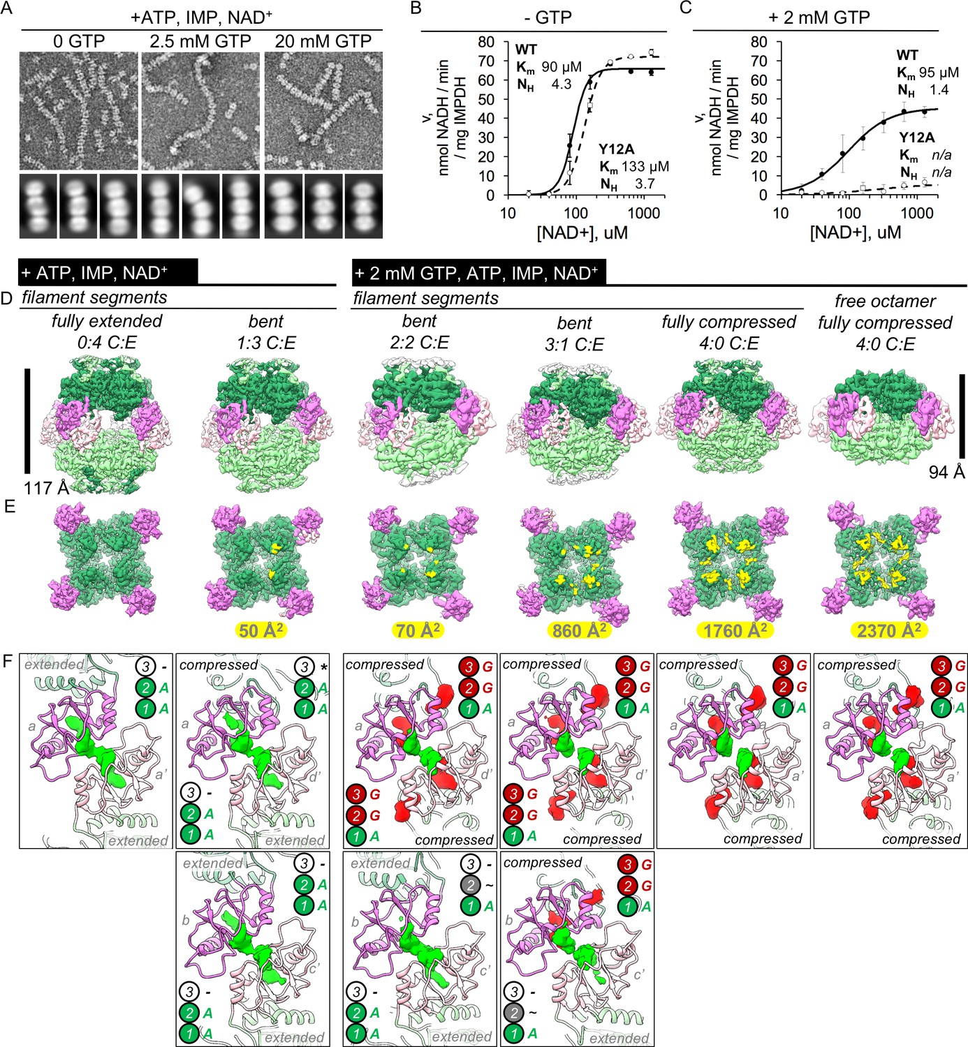 Cryo Em Structures Demonstrate Human Impdh2 Filament Assembly Tunes Allosteric Regulation Elife