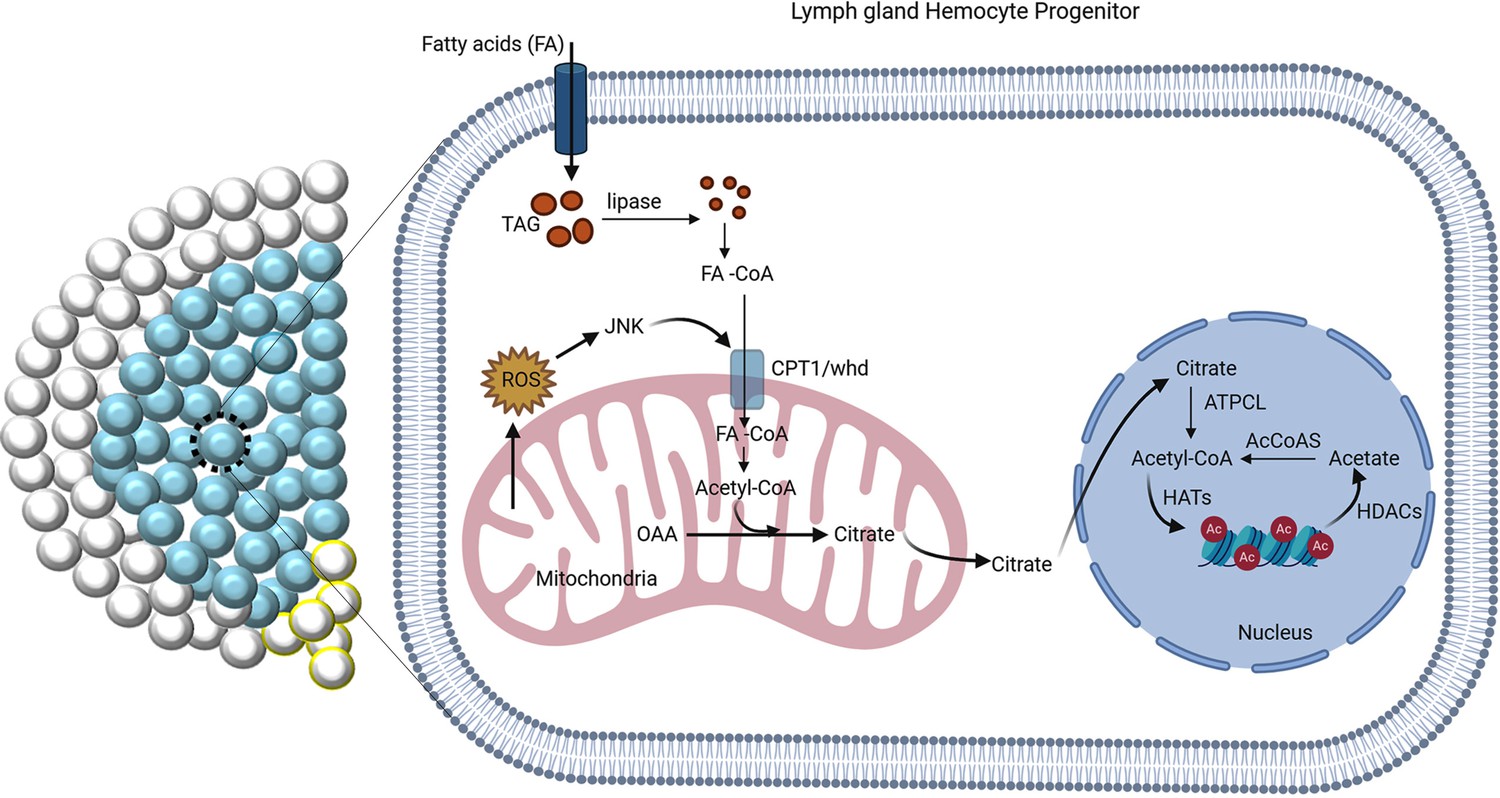 Fatty acid β-oxidation is required for the differentiation of larval ...