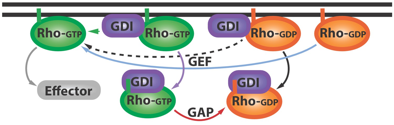 Cell Signaling Uncovering The Secret Life Of Rho GTPases ELife