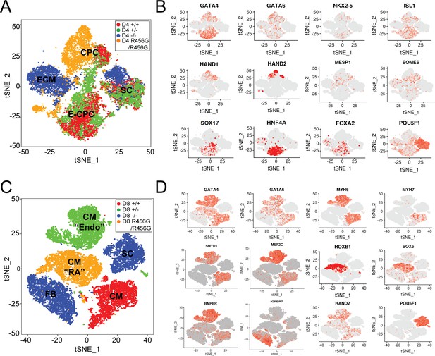 Figures And Data In Gata6 Mutations In Hipscs Inform Mechanisms For 