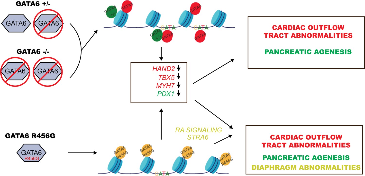 Figures And Data In Gata Mutations In Hipscs Inform Mechanisms For