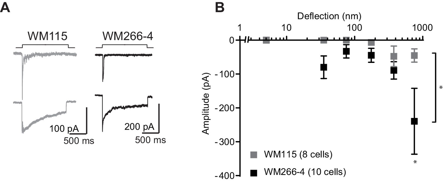 TMEM87a/Elkin1, a component of a novel mechanoelectrical