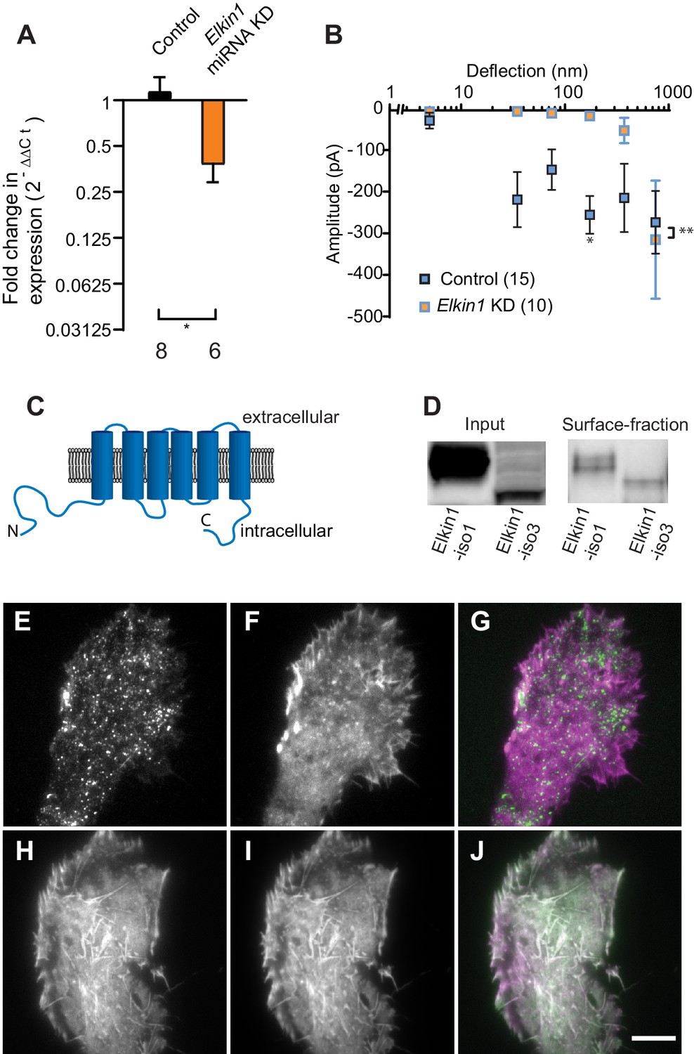 TMEM87a/Elkin1, a component of a novel mechanoelectrical