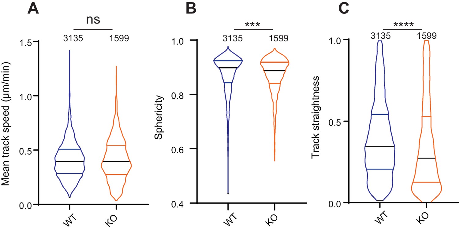 TMEM87a/Elkin1, a component of a novel mechanoelectrical