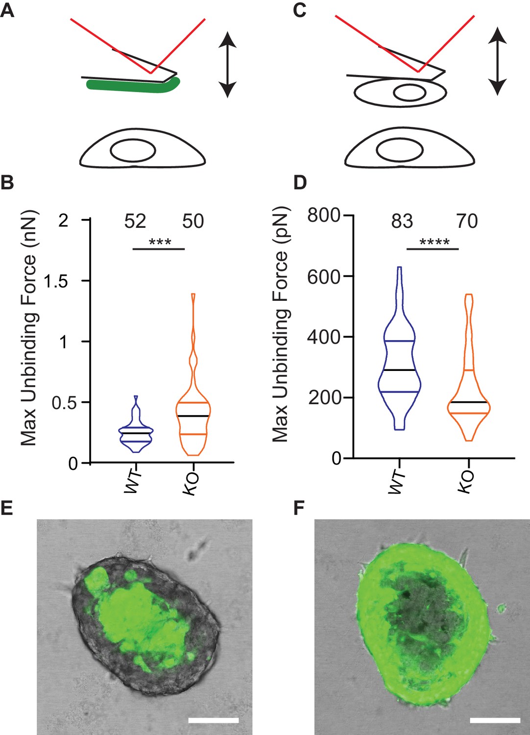 TMEM87a/Elkin1, a component of a novel mechanoelectrical