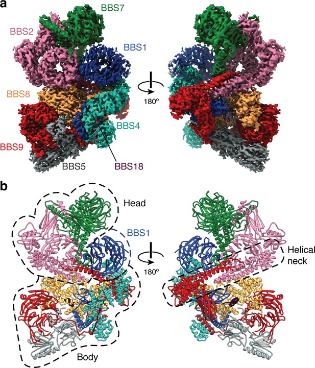 Structure And Activation Mechanism Of The BBSome Membrane Protein ...