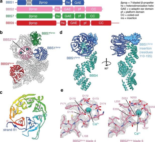 Structure and activation mechanism of the BBSome membrane protein ...